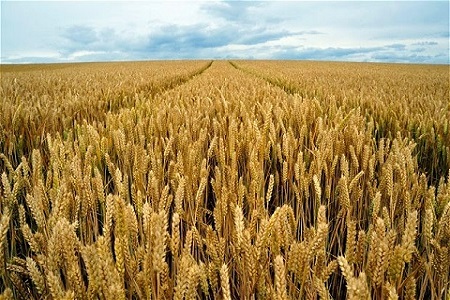 Paesaggio rurale e terreni agricoli dell'entroterra agrigentino